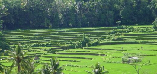 Indonesien Gruppenreise | Tinta Tours Erlebnisreisen